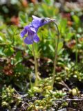 Pinguicula vulgaris